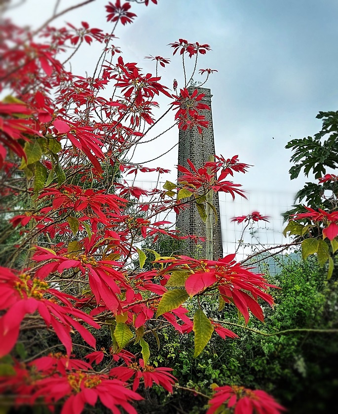 Queen Victoria sugar mill